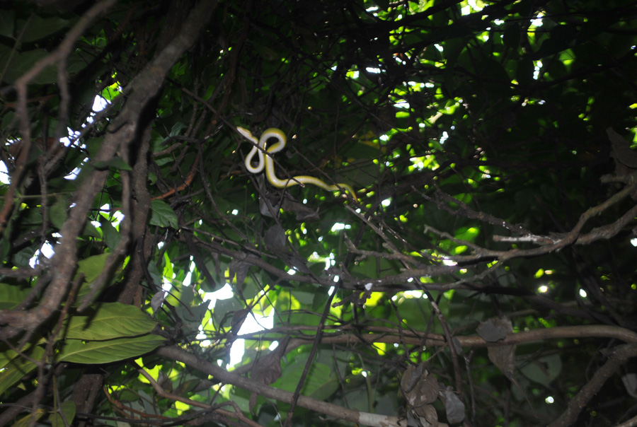 বিষাক্ত সবুজ লাউলতা সাপ, টেংরাগিরি অভয়ারণ্য, বরগুনা
