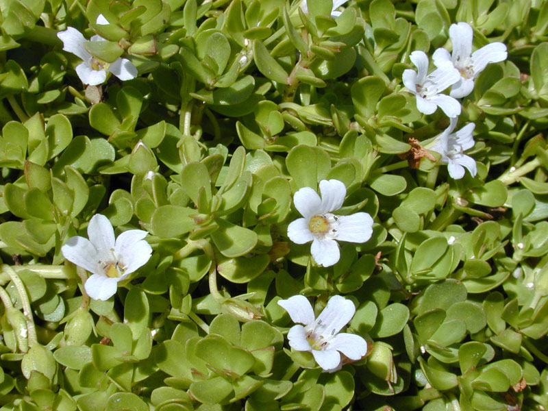 Bacopa monnieri-(L.)-Pennel