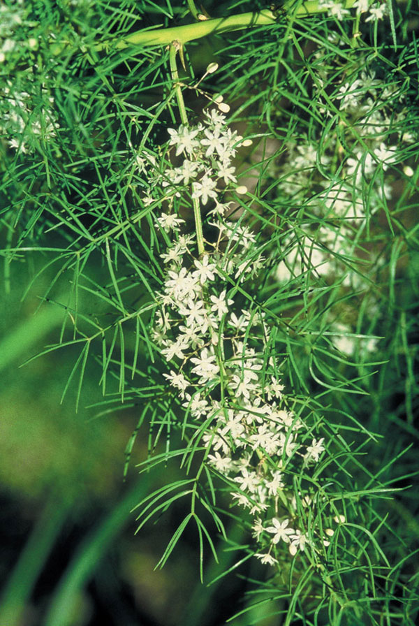 Asparagus racemosus Willd.