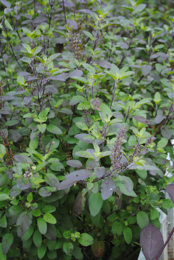 Ocimum tenuiflorum L.