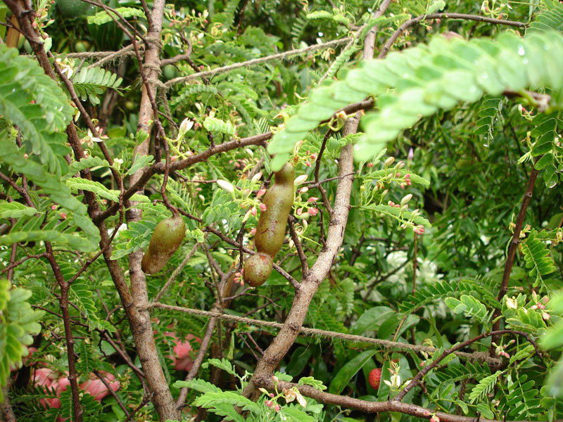 Tamrindus indica L.