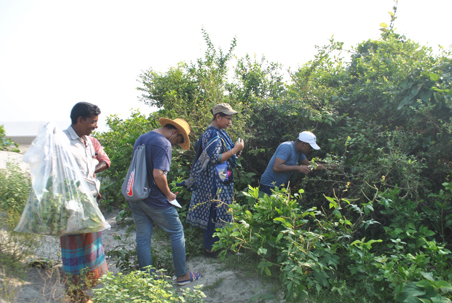 উদ্ভিদ নমুনা সংগ্রহ, কুয়াকাটা সমুদ্র সৈকত, পটুয়াখালী