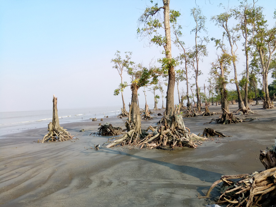 ২০০৭ সালে সংঘটিত ঘূর্ণিঝড় সিডরে ক্ষতিগ্রস্থ গেওয়া (Excoecaria agllocha) আবাস্থল, লেমুর বন, কুয়াকাটা।