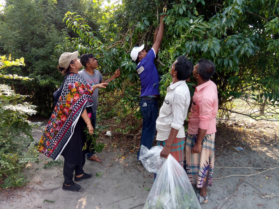 উদ্ভিদ নমুনা সংগ্রহ কার্যক্রম, লেমুর বন, কুয়াকাটা