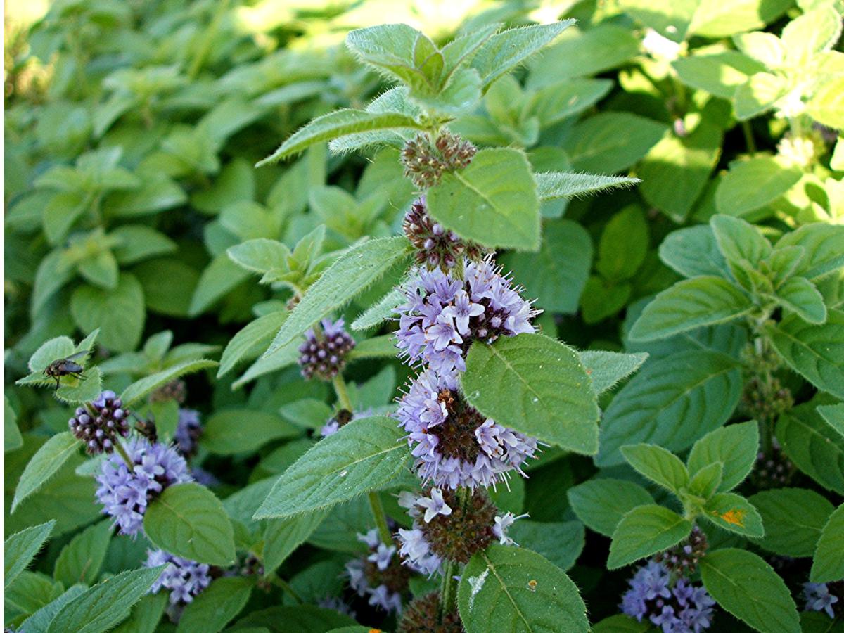 Mentha arvensis L.