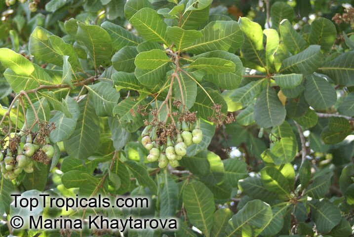Anacardium_occidentale L. - Kaju badam