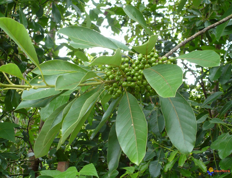 Litsea glutinosa (Lour.) C.B.Bob.