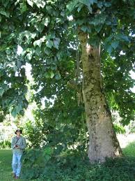 Gmelina arboea L.-Gamari