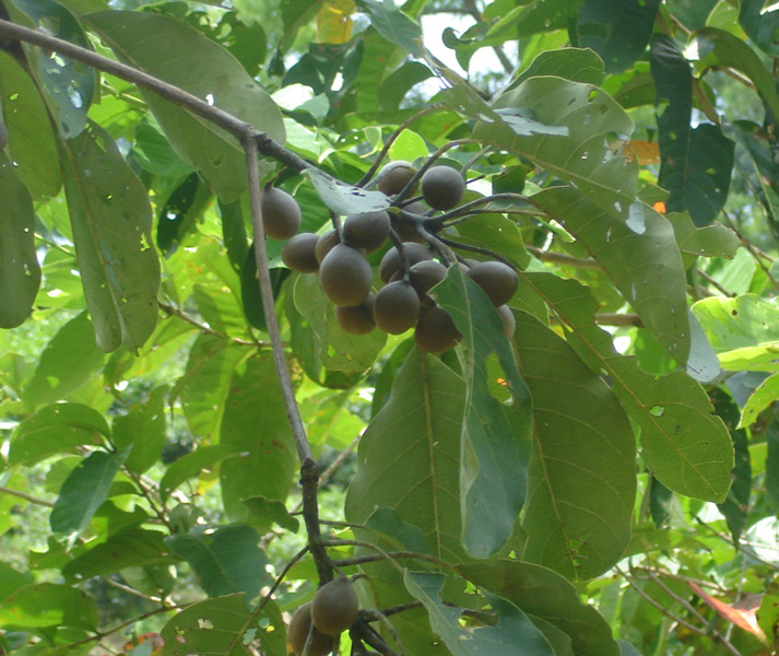 Terminalia-bellirica-(Gaert