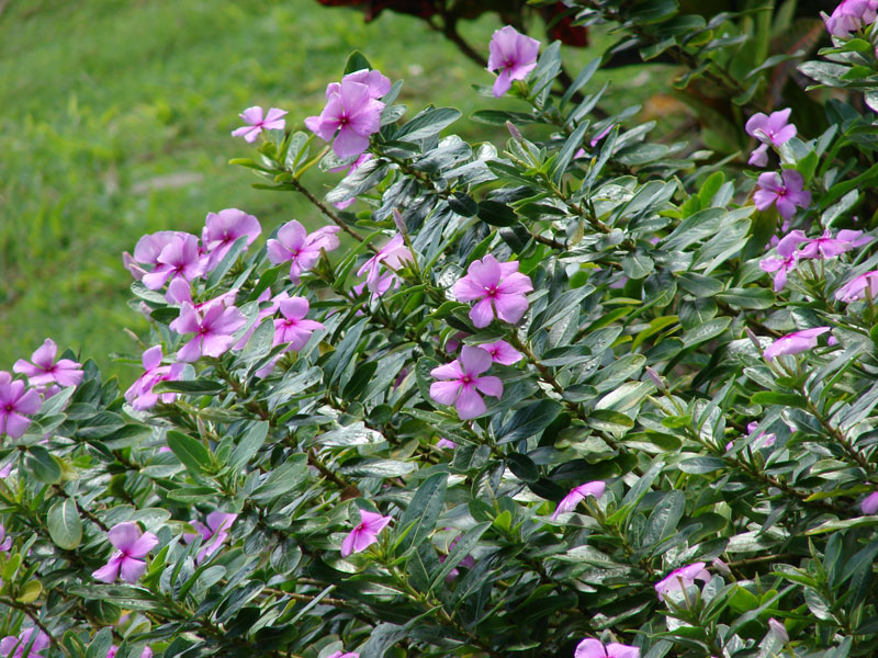 Catharanthus roseus-(L.)--G