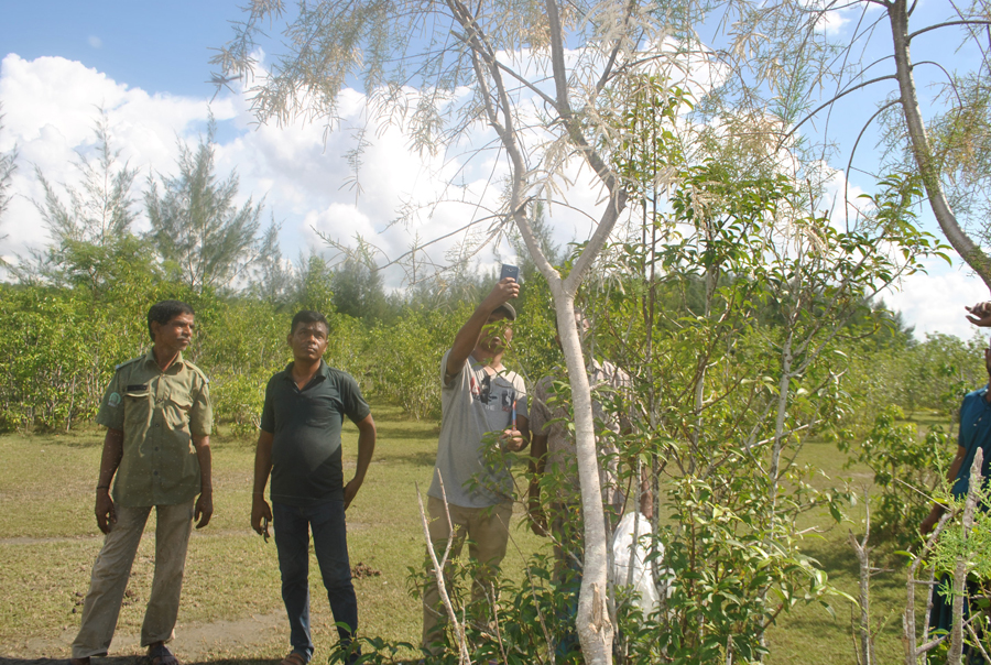 নোনা ঝাঁউ (Tamarix sp) বন, লালদিয়ার চর, পাথরঘাটা, বরগুনা