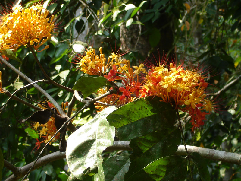 Saraca asoca (Roxb.) Willd.
