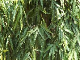 Polyalthia longifolia Benth-Devdaru