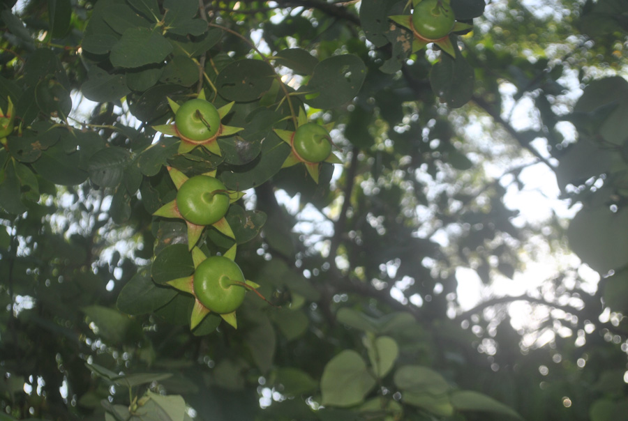 ছইলা(Sonneratia caseolaris)- উপকূলীয় অঞ্চলের অন্যতম গুরুত্বপূর্ণ উদ্ভিদ