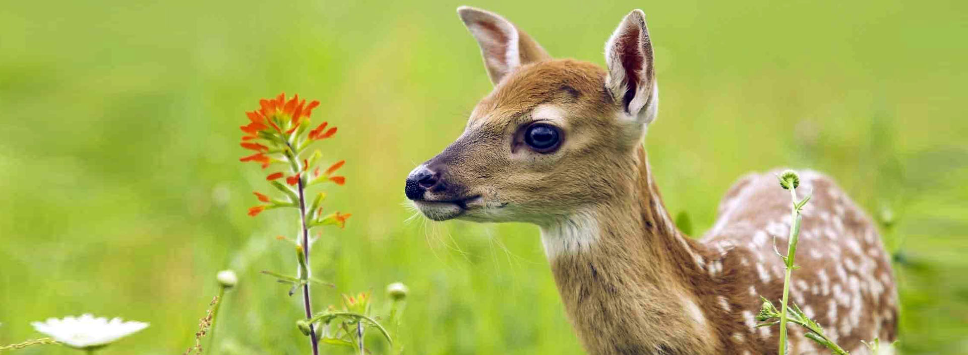 বাংলাদেশ জাতীয় চিড়িয়াখানা