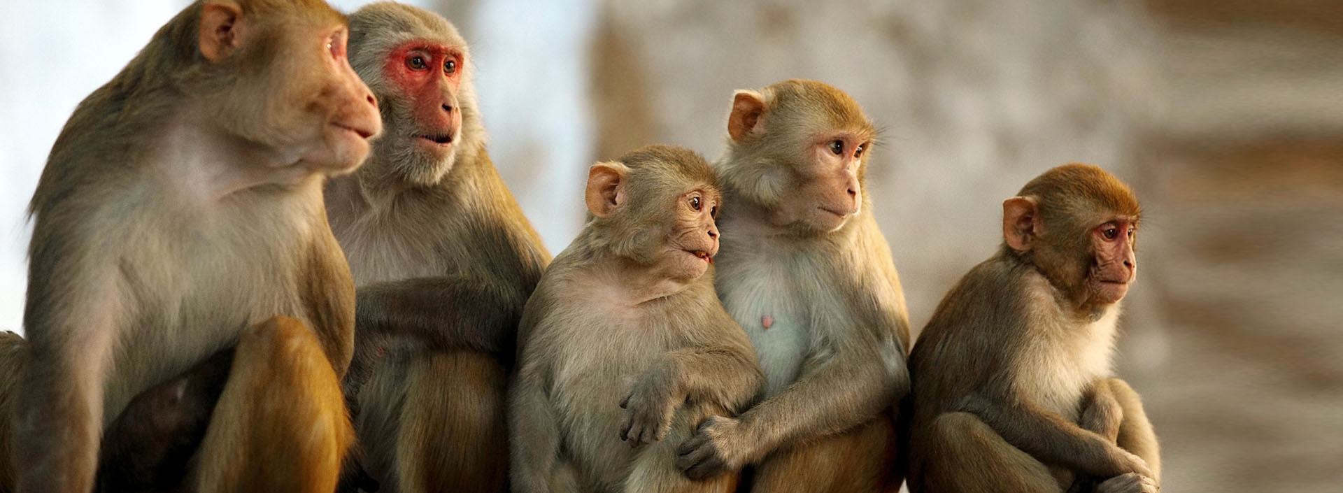 বাংলাদেশ জাতীয় চিড়িয়াখানা