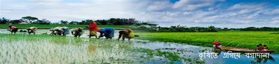কৃষিতে এগিয়ে বগাদানা