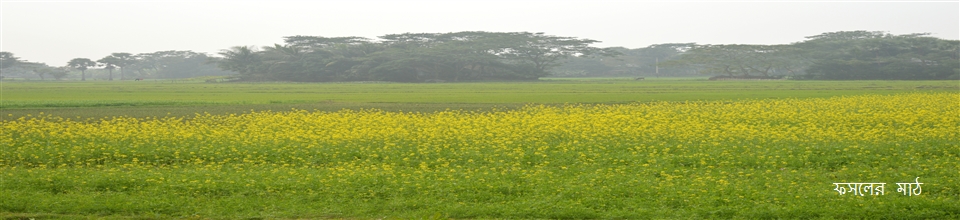 ফসলের মাঠ