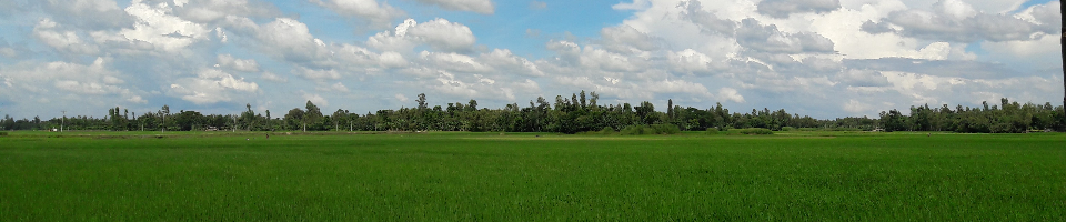 সবুজ ধান খেত