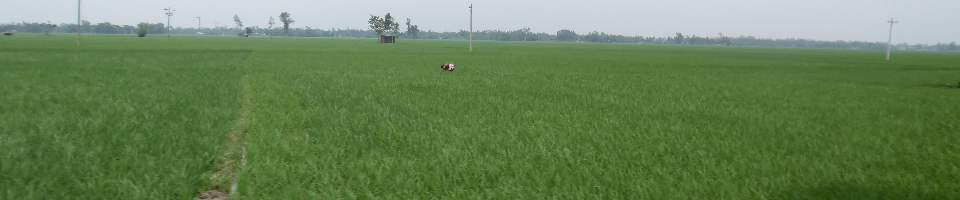 সবুজে ঘেড়া মাঠ, বড়তারা ইউনিয়ন