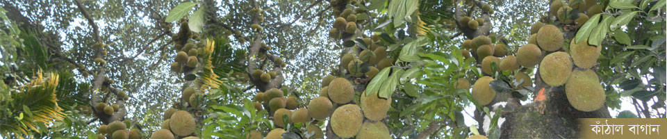 কাঠাল বাগান