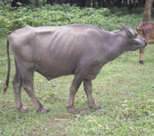 কৃষি ও প্রাণিসম্পদ