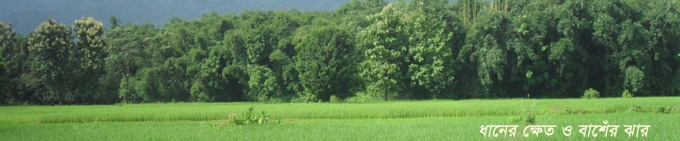 ধান