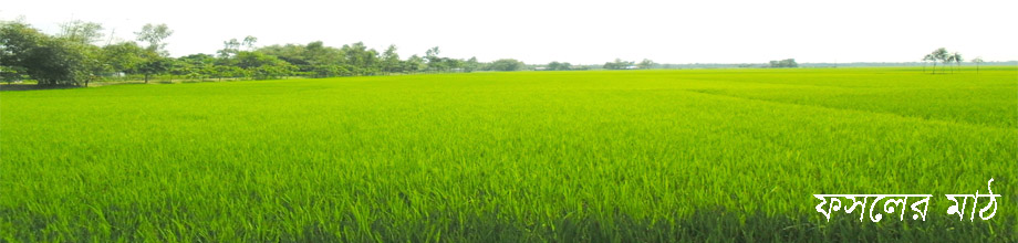 ফসলের মাঠ