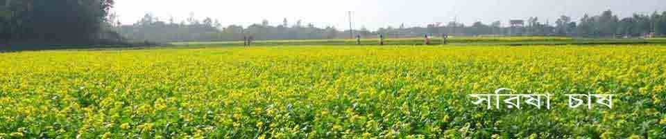 সরিষা চাষ