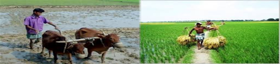 আমন ধান চাষে ব্যস্ত কৃষক