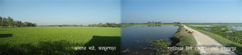 ফসলের মাঠ, তাজুরপাড়া