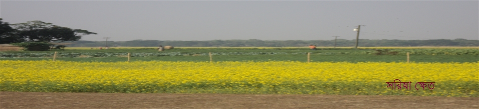 সরিষা ক্ষেত