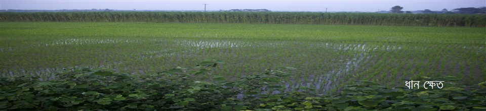 ধান ক্ষেত