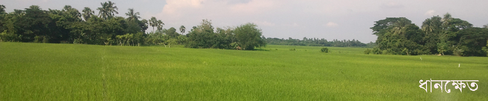 ধানক্ষেত