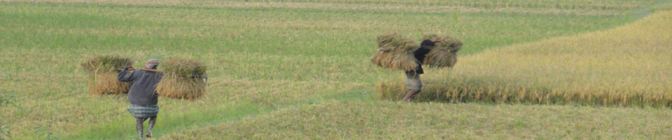 কৃষি ও খাদ্য বিষয়ক