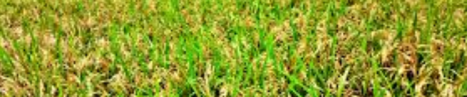 কৃষি ও খাদ্য বিষয়ক