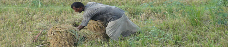 কৃষি ও খাদ্য বিষয়ক