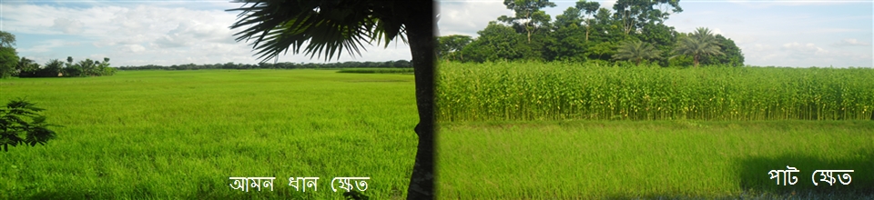 আউশ ধান ক্ষেত