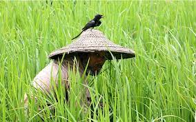 কৃষি তথ্য সার্ভিস