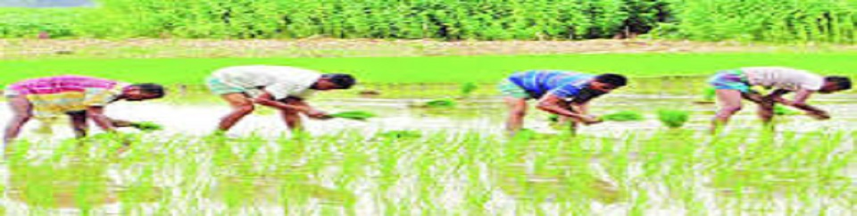 বাংলাদেশ পল্লী উন্নয়ন বোর্ড, দাউদকান্দি, কুমিল্লা।
