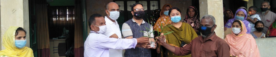 অপ্রধান শস্য প্রকল্পের আদার চারা বিতরন-১