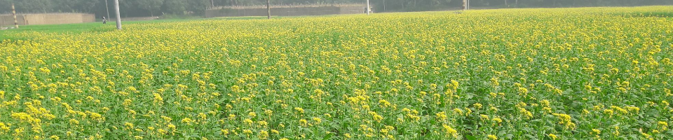 ব্যানার