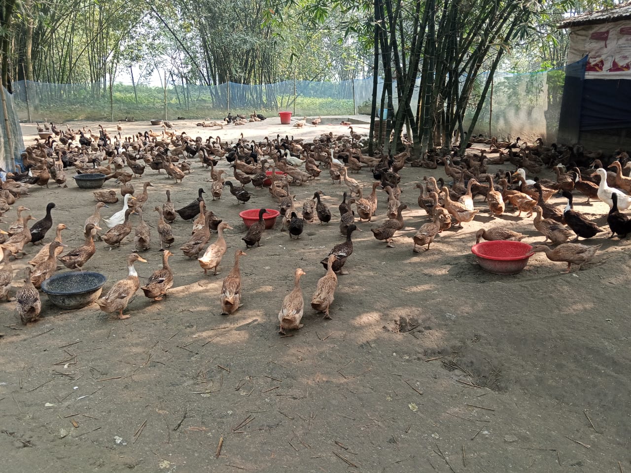 বিআরডিবি, কিশোরগঞ্জ, নীলফামারী উদ্যোক্তার অনুসন্ধানে।