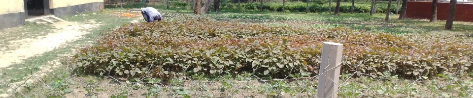 সবজি চাষ