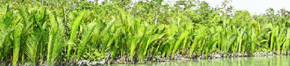 সুন্দরবন