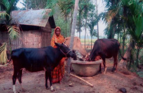 ঋণের টাকায় গাভী ক্রয়