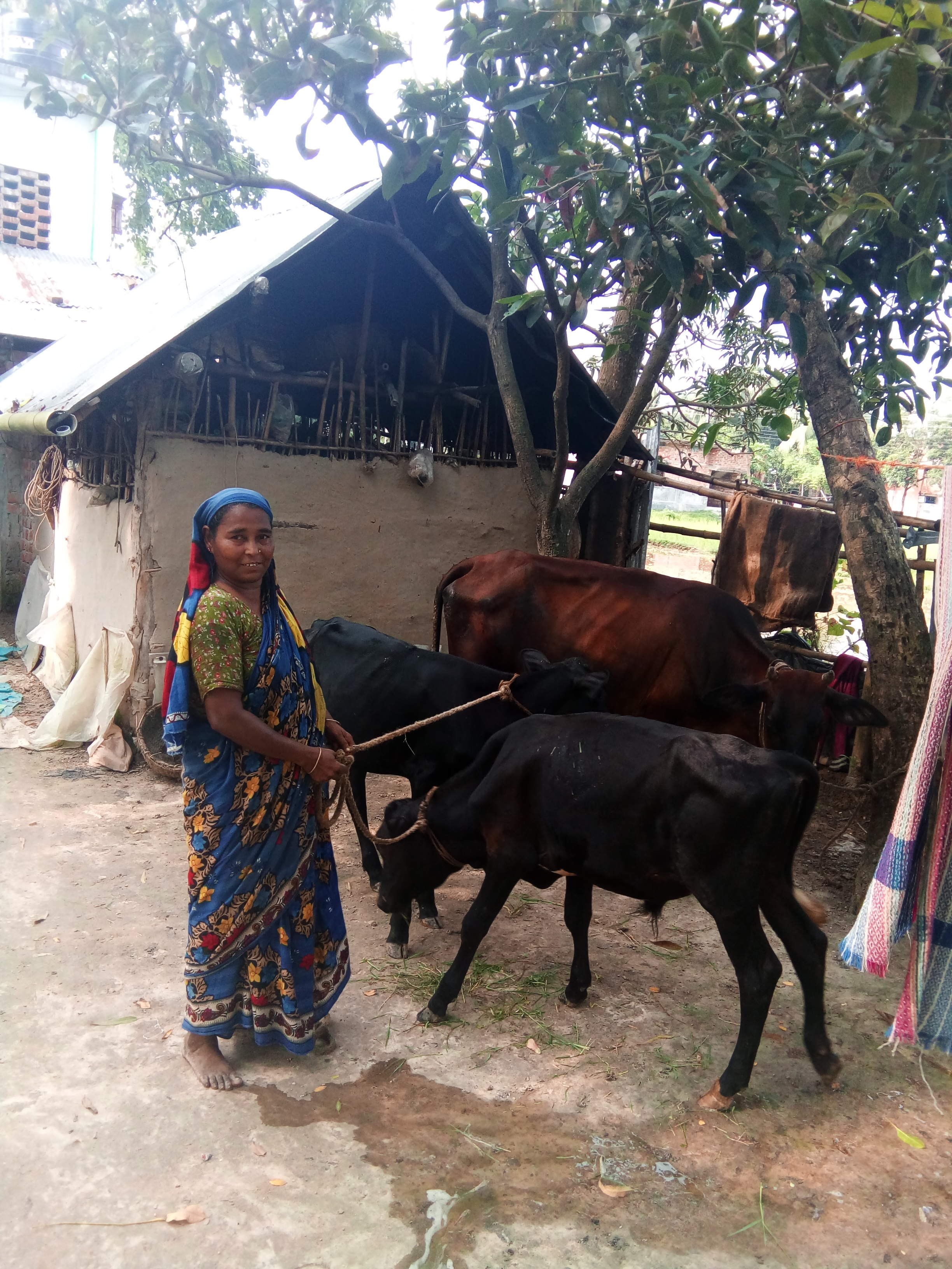 গাভী পালন পরিদর্শন