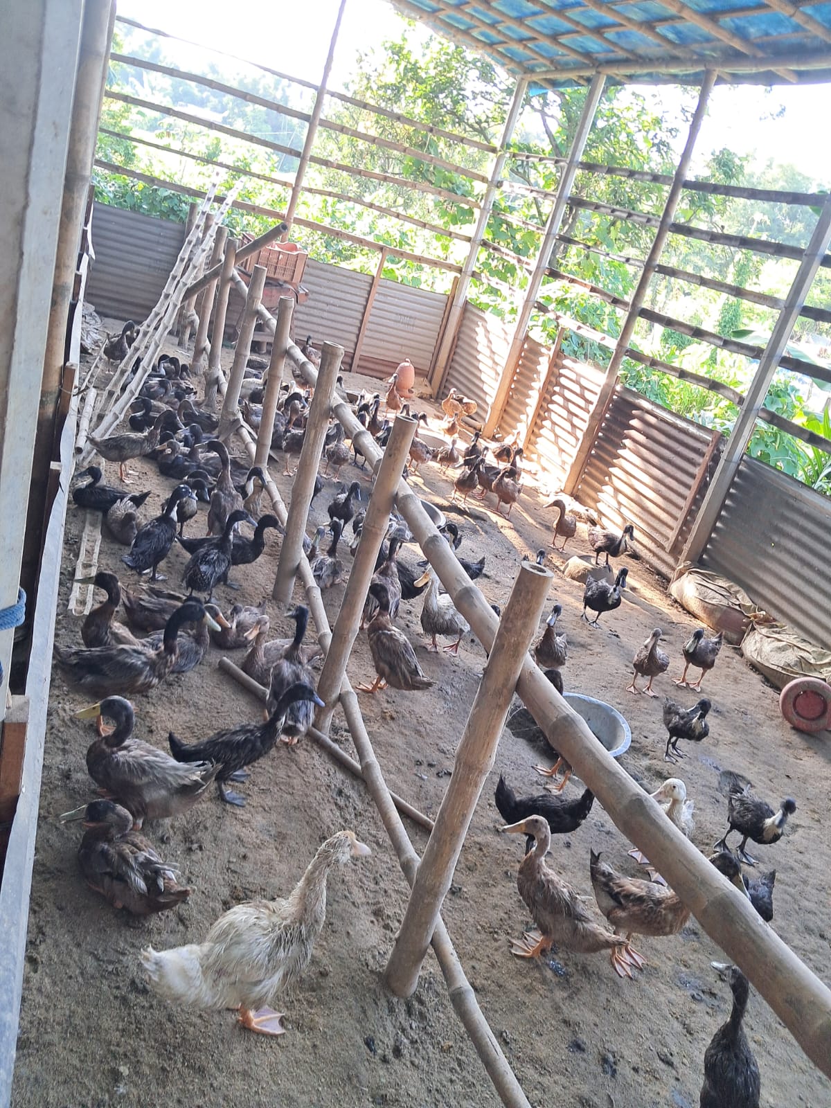 হাঁসের খামার পরিদর্শন