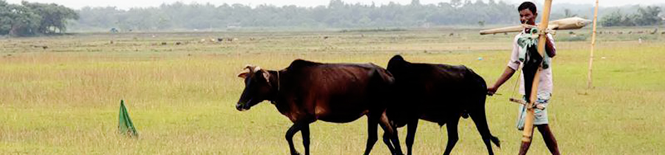 বিআরডিবি