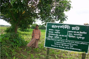 হলুদ এর প্রদর্শনী প্লট